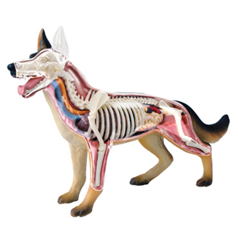 Animal Organ Anatomy Model 4D  - Dog Toys review and price